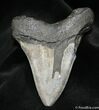 Bargain Inch Megalodon Tooth - Georgia #1299-1